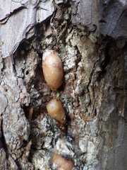 Dendroctonus rufipennis
