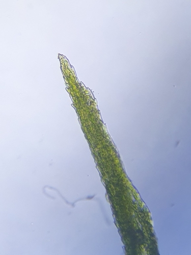 Image of Dwarf Swan-neck Moss by no rights reserved