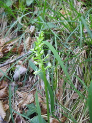 Platanthera bifolia