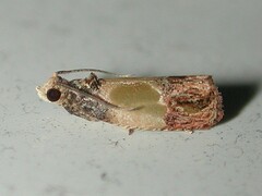 Eumarozia malachitana