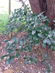 Metrosideros excelsa