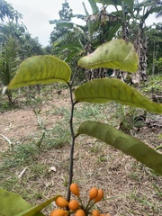 Bocageopsis multiflora
