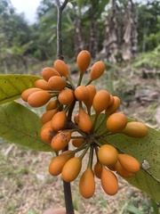 Bocageopsis multiflora