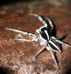 Leptofreya ambigua