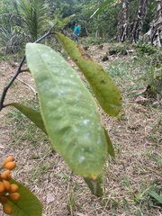 Bocageopsis multiflora