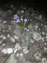 Campanula macrorhiza