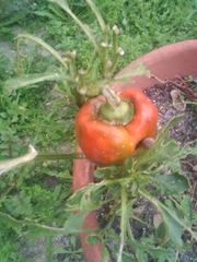Piperales