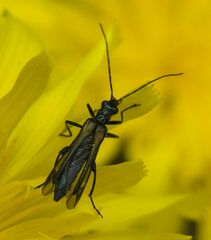 Oedemera pthysica