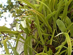 Pyrrosia confluens