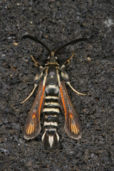 Bembecia psoraleae