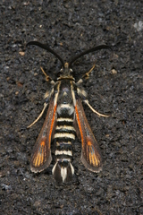 Bembecia psoraleae