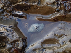 Acanthinucella spirata