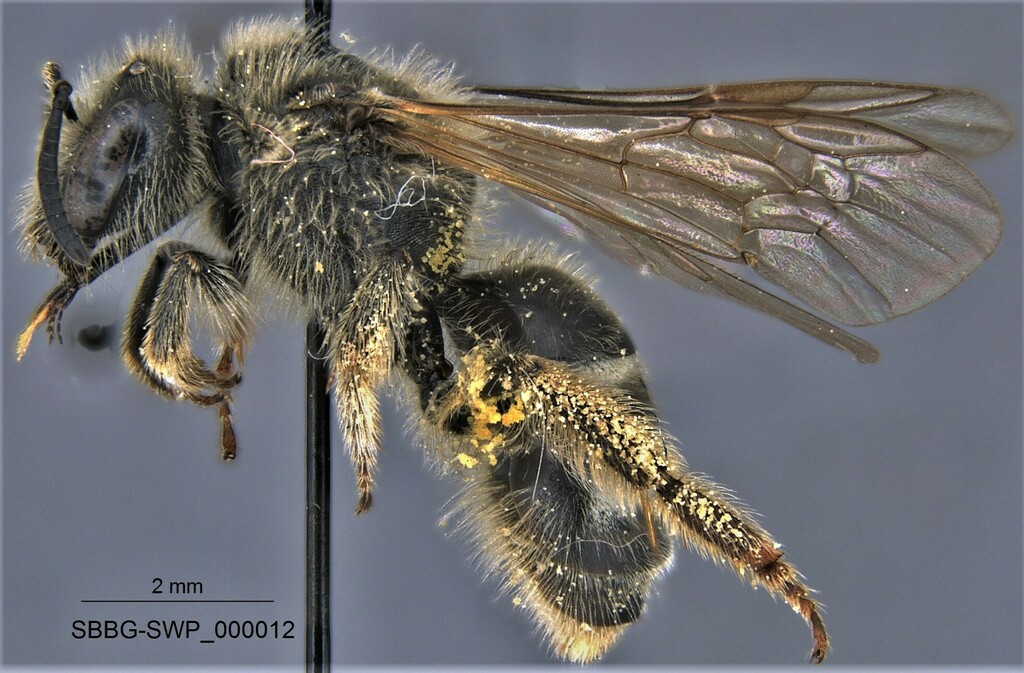 Titus' Lasioglossum