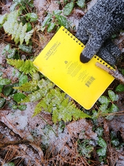 Dryopteris carthusiana