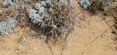 Penstemon centranthifolius