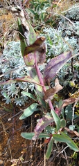 Penstemon centranthifolius