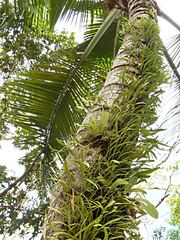 Pyrrosia confluens