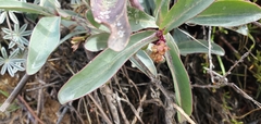 Penstemon centranthifolius