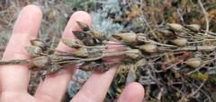 Penstemon centranthifolius