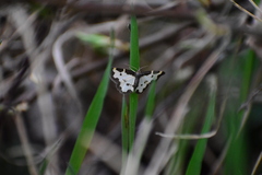 Lomaspilis marginata