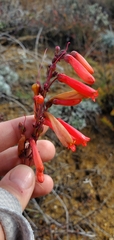 Penstemon centranthifolius