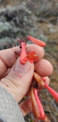 Penstemon centranthifolius
