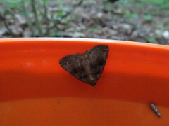 Zanclognatha laevigata