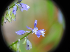 Polygala vulgaris
