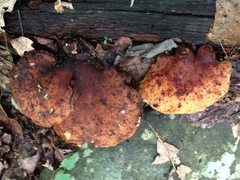 Buglossoporus quercinus