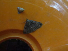 Zanclognatha laevigata