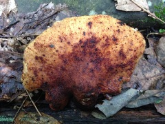 Buglossoporus quercinus