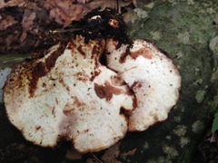 Buglossoporus quercinus