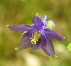 Aquilegia vulgaris