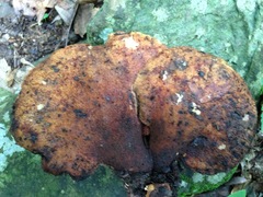 Buglossoporus quercinus