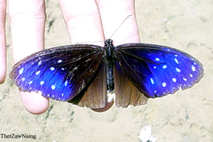 Euploea mulciber mulciber