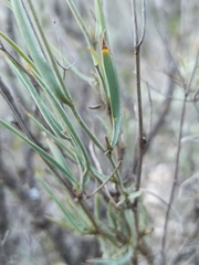 Bupleurum fruticescens