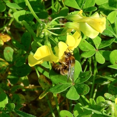 Xylocopa cantabrita