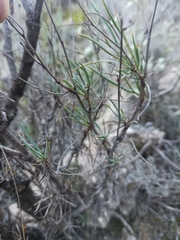 Bupleurum fruticescens