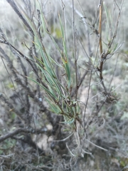 Bupleurum fruticescens