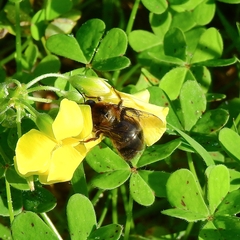 Xylocopa cantabrita