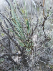 Bupleurum fruticescens