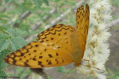 Phalanta phalantha phalantha