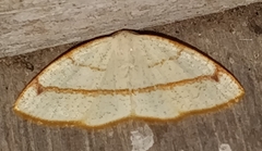 Microxydia orsitaria