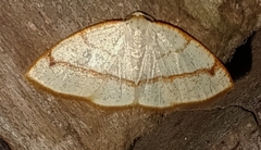 Microxydia orsitaria