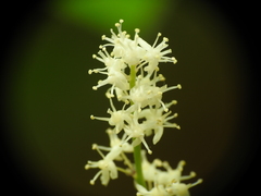 Aruncus dioicus