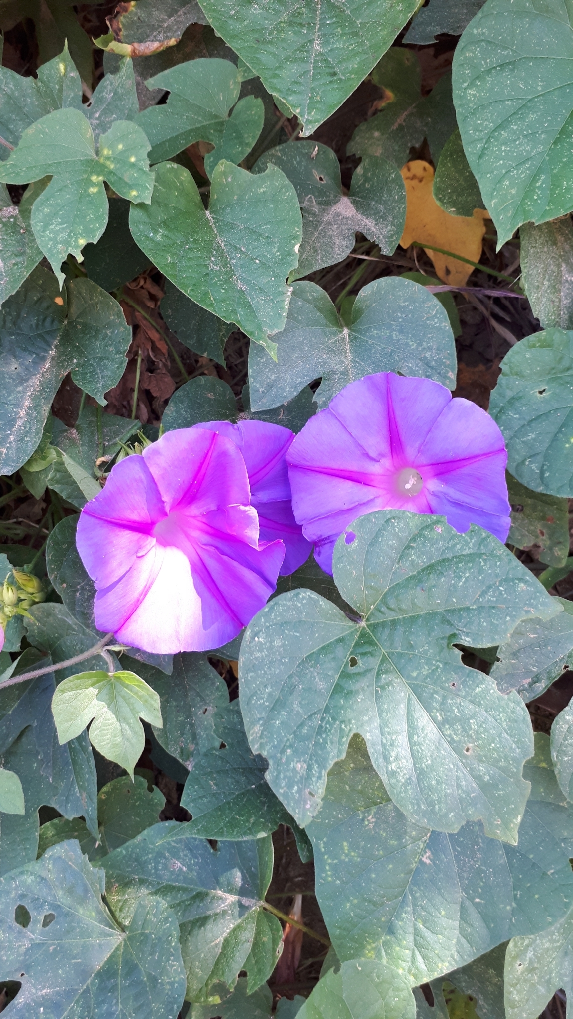 Ipomoea indica