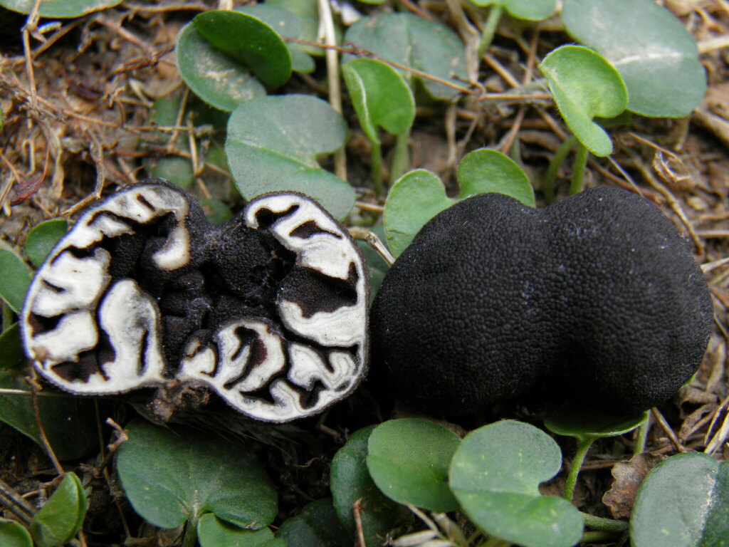 Genea lobulata