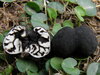 Genea lobulata - Photo (c) bkaounas, some rights reserved (CC BY-NC)
