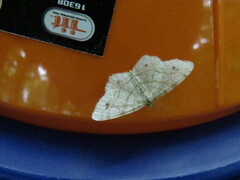 Trigrammia quadrinotaria