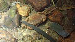 Cryptopotamon anacoluthon